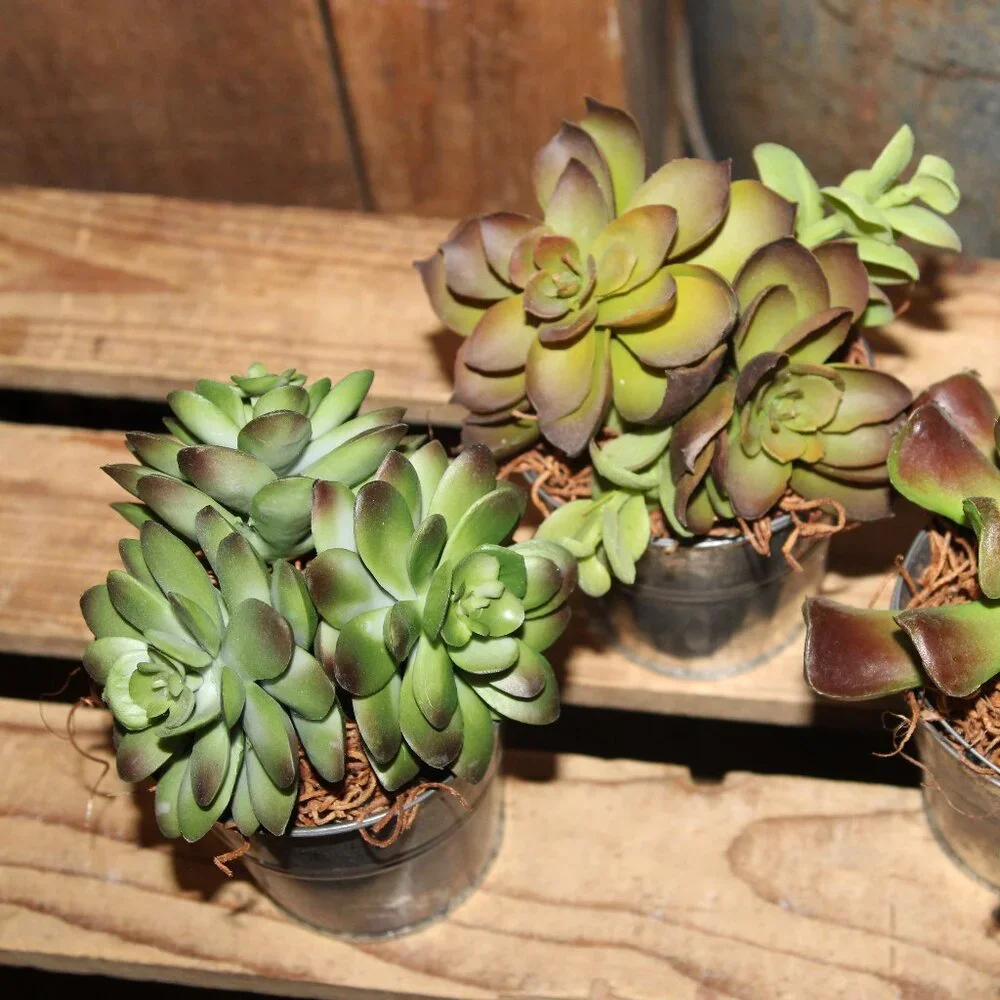 3 Rustic French Country Farmhouse Succulents in Weathered Aged Metal Buckets